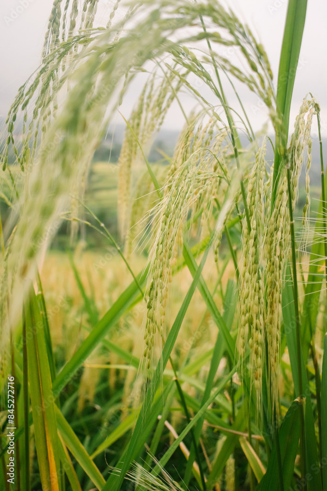 Obraz premium rice in the field