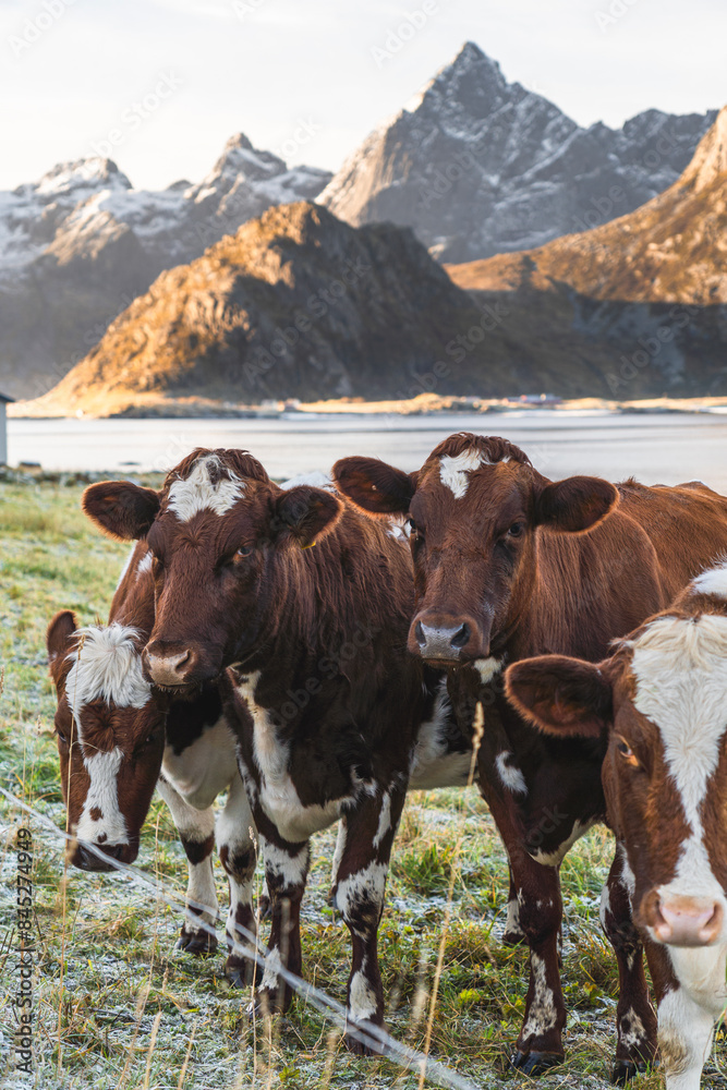 Norway, Nordland County, Cows in frosted pasture on shore in Lofoten islands Norway, Nordland County, Cows in frosted pasture on shore in Lofoten islands
