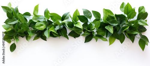 Copy space image of periwinkle leaves on a white background creating a beautiful frame with lush green foliage This arrangement is perfect for floristry botany enthusiasts and natural decor lovers wh