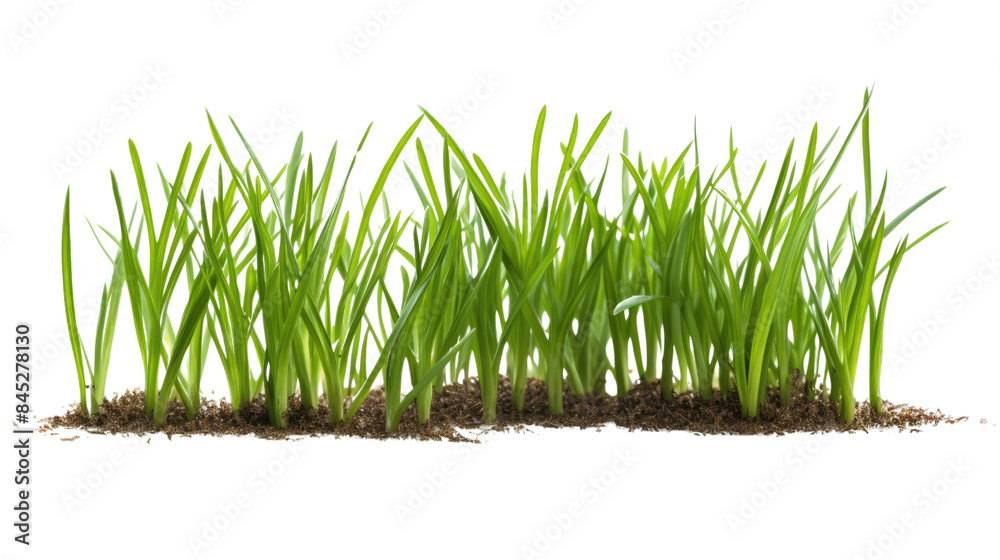 Photograph of a cluster of young wheat sprouts, their slender blades glistening with morning dew, showcasing the efficient water absorption of healthy soil, Photograph of a cluster of young wheat sprouts, their slender blades glistening with morning dew, showcasing the efficient water absorption of healthy soil,