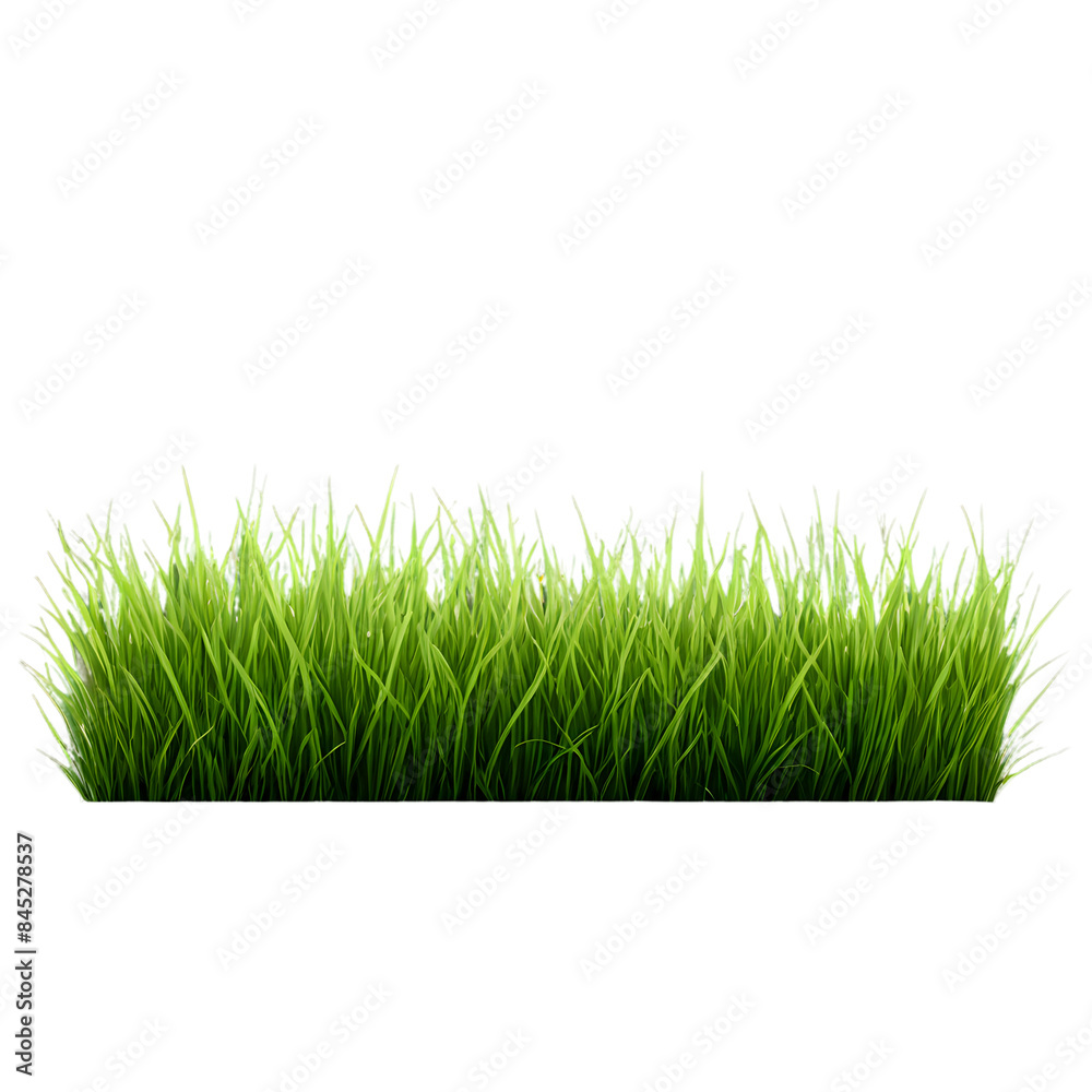 Obraz premium green grass