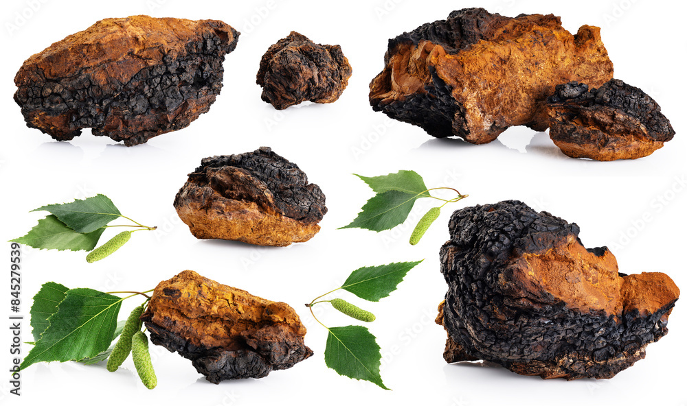 Chaga mushroom pieces with birch leaves isolated on white background. Collection with clipping path. Chaga mushroom pieces with birch leaves isolated on white background. Collection with clipping path.