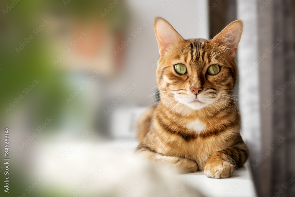 Fototapeta premium Bengal cat resting on the windowsill.