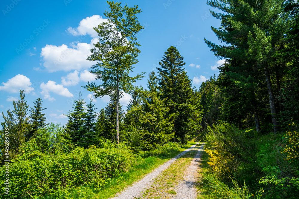 Germany, Beautiful black forest schwarzwald nature landscape hiking trail through green woodland on sunny day with blue sky