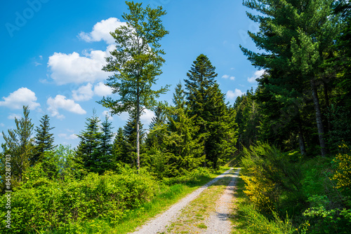Obraz na płótnie Germany, Beautiful black forest schwarzwald nature landscape hiking trail through green woodland on sunny day with blue sky w salonie