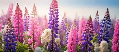A picturesque meadow adorned with vibrant purple and pink lupin flowers along with delicate queen anne s lace blossoms perfect for a copy space image