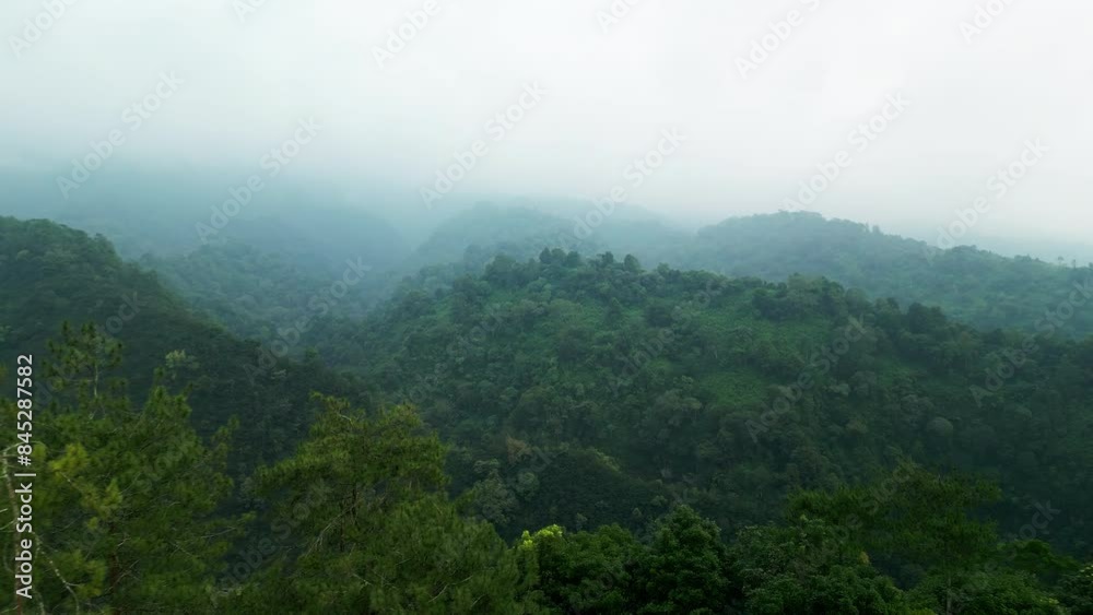 Aerial view of misty forest thick fog Bali jungle wildlife drone view Aerial view of misty forest thick fog Bali jungle wildlife drone view
