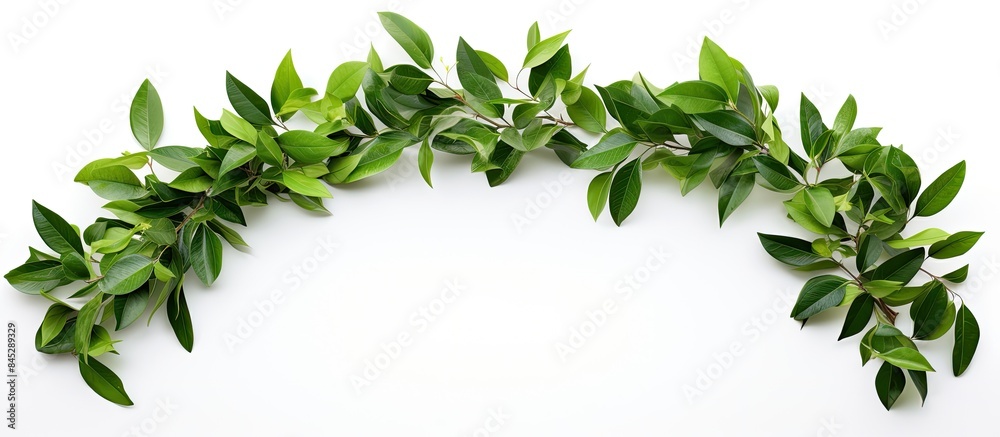 Copy space image of periwinkle leaves on a white background creating a beautiful frame with lush green foliage This arrangement is perfect for floristry botany enthusiasts and natural decor lovers wh Copy space image of periwinkle leaves on a white background creating a beautiful frame with lush green foliage This arrangement is perfect for floristry botany enthusiasts and natural decor lovers wh