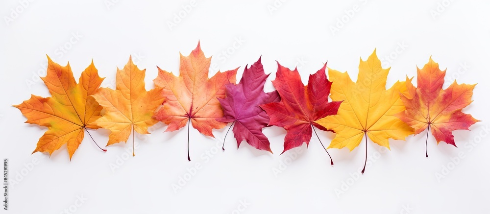 Fototapeta premium A vibrant array of maple leaves is scattered on a pure white background visible from both the front and back with a neat cut out shape surrounding them. Creative banner. Copyspace image
