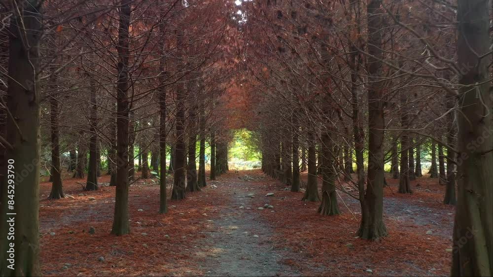 Drone fly along the serene path of a Bald Cypress grove with reddish-brown needles covering the ground under a natural canopy of bare branches with sunlight filtering through deciduous conifer forests Drone fly along the serene path of a Bald Cypress grove with reddish-brown needles covering the ground under a natural canopy of bare branches with sunlight filtering through deciduous conifer forests