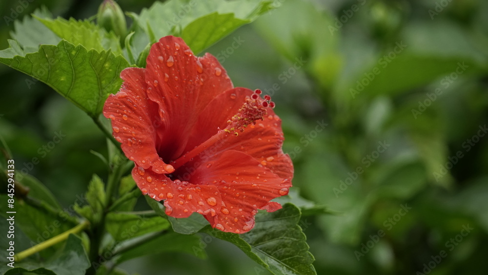 Close-up of red hibiscus flowers blooming after the rain Close-up of red hibiscus flowers blooming after the rain
