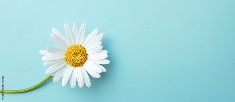 Obraz premium An uplifting and minimal composition featuring a natural white daisy pattern on a serene baby blue backdrop perfect for adding copy space to your image