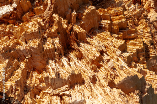 Texture of a broken tree trunk. Tree structure. photo