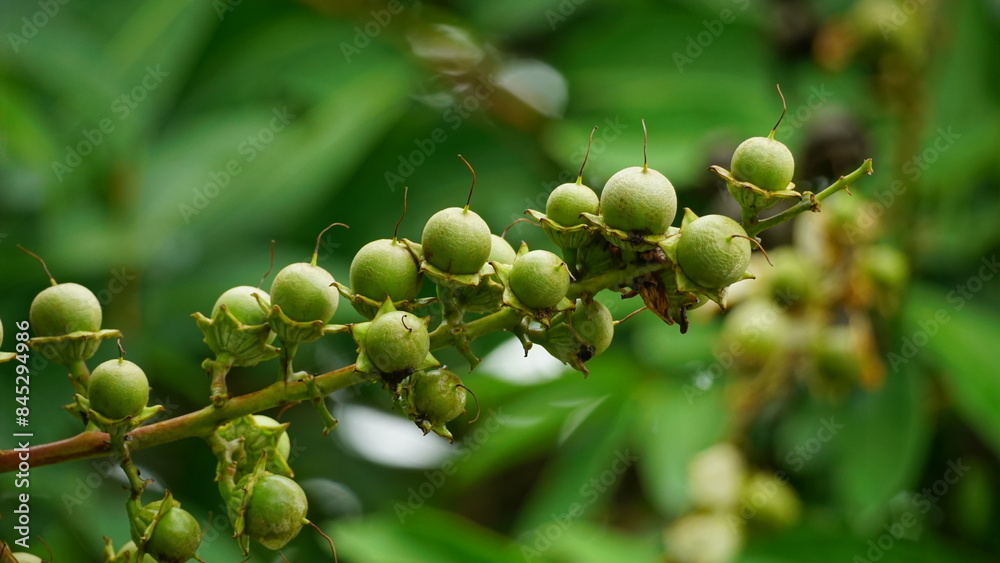 Lagerstroemia speciosa fruit on a natural background Lagerstroemia speciosa fruit on a natural background