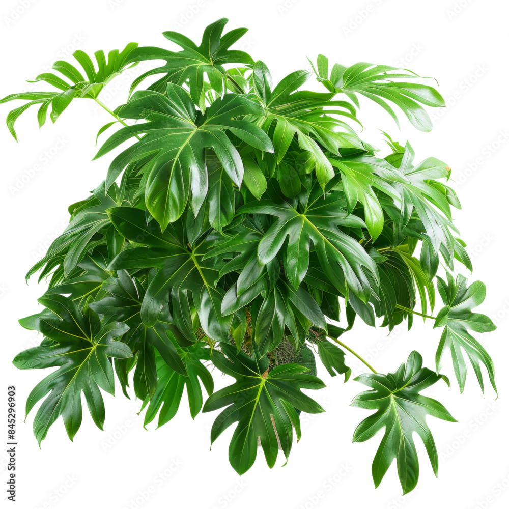 Obraz premium Lush Green Potted Basil Plant Isolated on Transparent Background, Ideal for Culinary and Herbal Projects