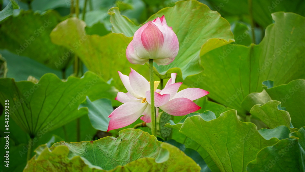 Pink lotus blooms in the field Pink lotus blooms in the field