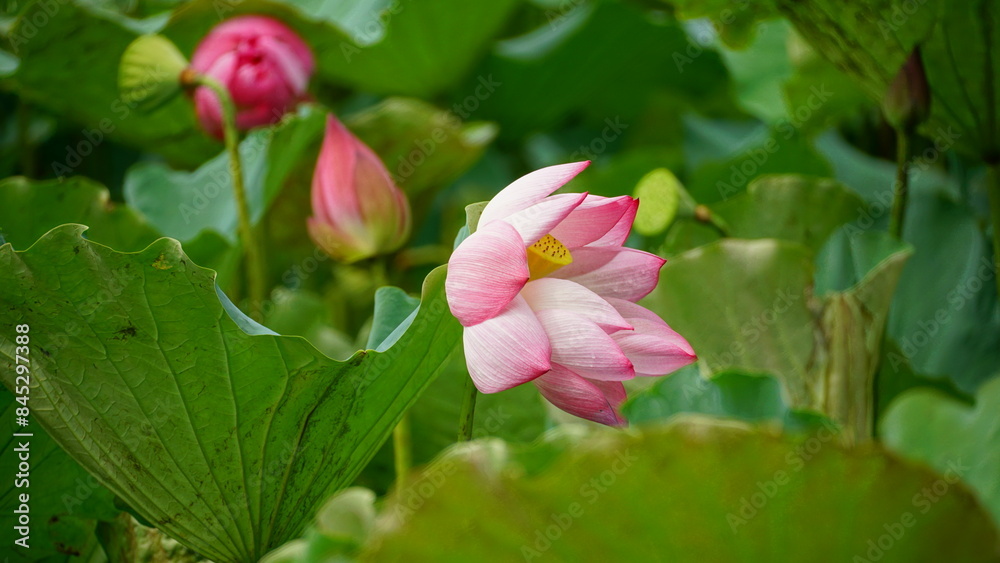 Pink lotus blooms in the field