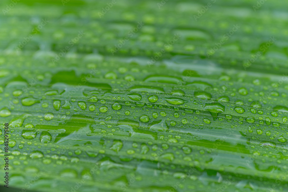雨に濡れた葉 雨に濡れた葉