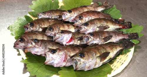 Japanese rockfish
