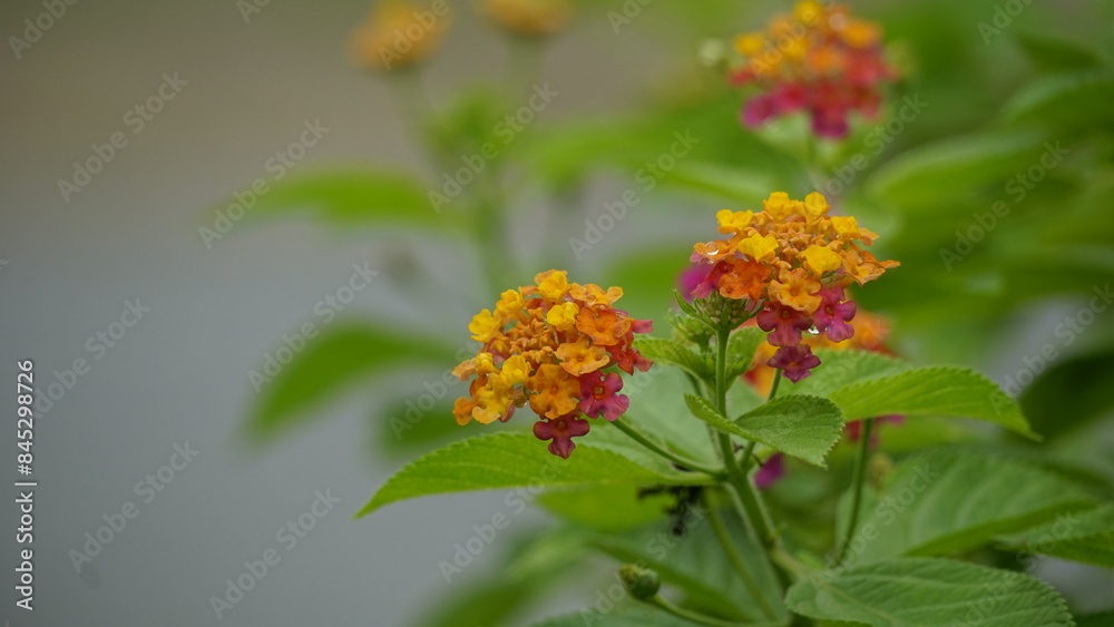Red and yellow Lantana camara flowers bloom Red and yellow Lantana camara flowers bloom