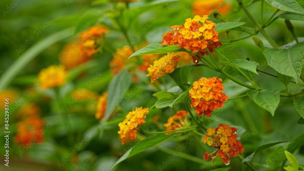 Red and yellow Lantana camara flowers bloom Red and yellow Lantana camara flowers bloom