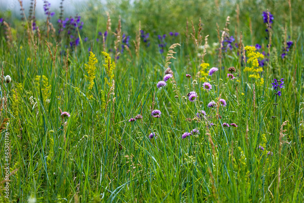 Flora, Fauna, and Landscapes of the Seym River Meadows, Ukraine
Flora, Fauna, and Landscapes of the Seym River Meadows, Ukraine