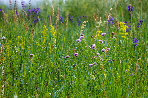 Flora, Fauna, and Landscapes of the Seym River Meadows, Ukraine

 photo