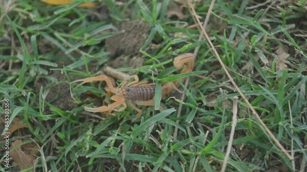 Indian red scorpion. It is considered to be the most lethal scorpion in the world. It's other names eastern Indian scorpion, aHottentotta tamulus and Indian Red Tail Scorpion.
Indian red scorpion. It is considered to be the most lethal scorpion in the world. It's other names eastern Indian scorpion, aHottentotta tamulus and Indian Red Tail Scorpion.
