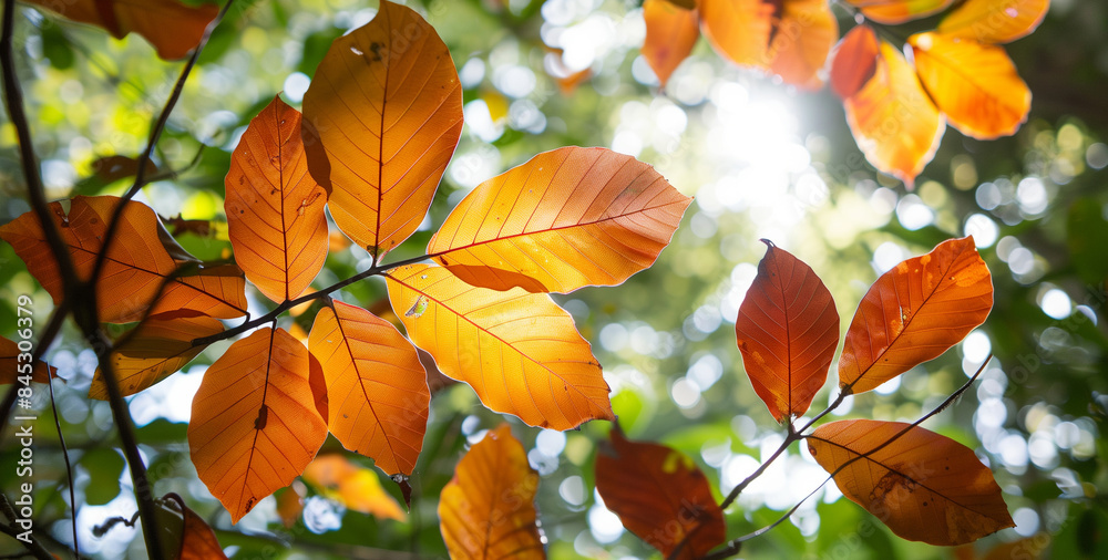 Vibrant autumn leaves illuminated by sunlight. Vibrant autumn leaves illuminated by sunlight.