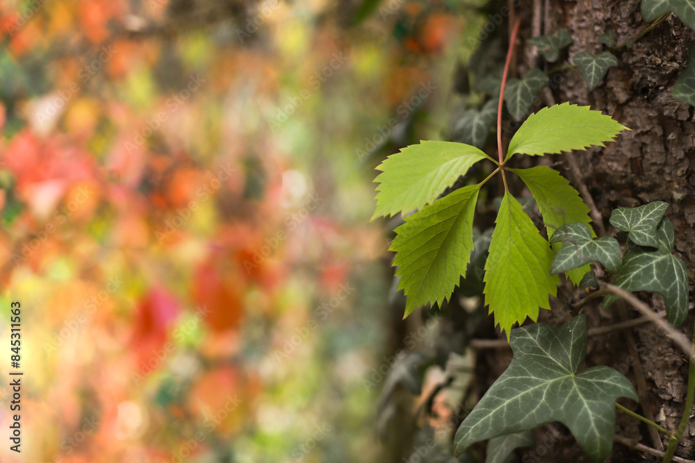 Obraz premium Jesienne liście w ogrodzie