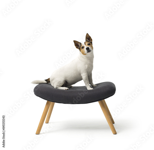  Jack Russell terrier on white background © stokkete