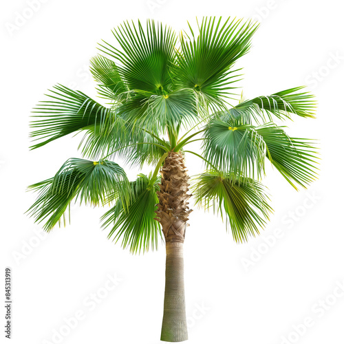 Coconut palm tree isolated on white background