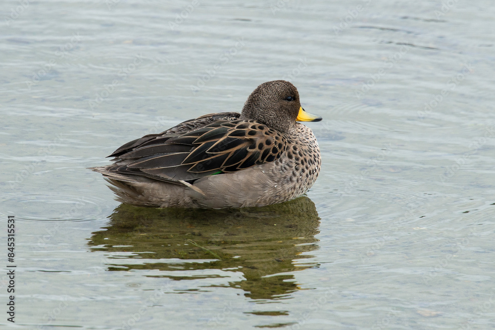 Sarcelle tachetée, Sarcelle à bec jaune, Anas flavirostris, Yellow billed Teal Sarcelle tachetée, Sarcelle à bec jaune, Anas flavirostris, Yellow billed Teal