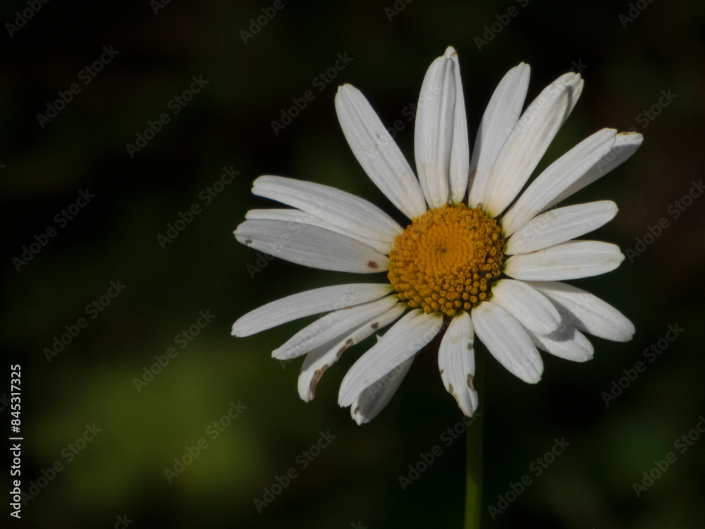 White field chamomile flower close-up White field chamomile flower close-up