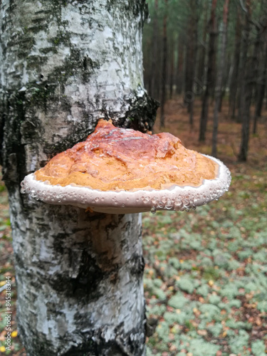 Leśna Huba na brzozie, grzyb niszczący drzewa