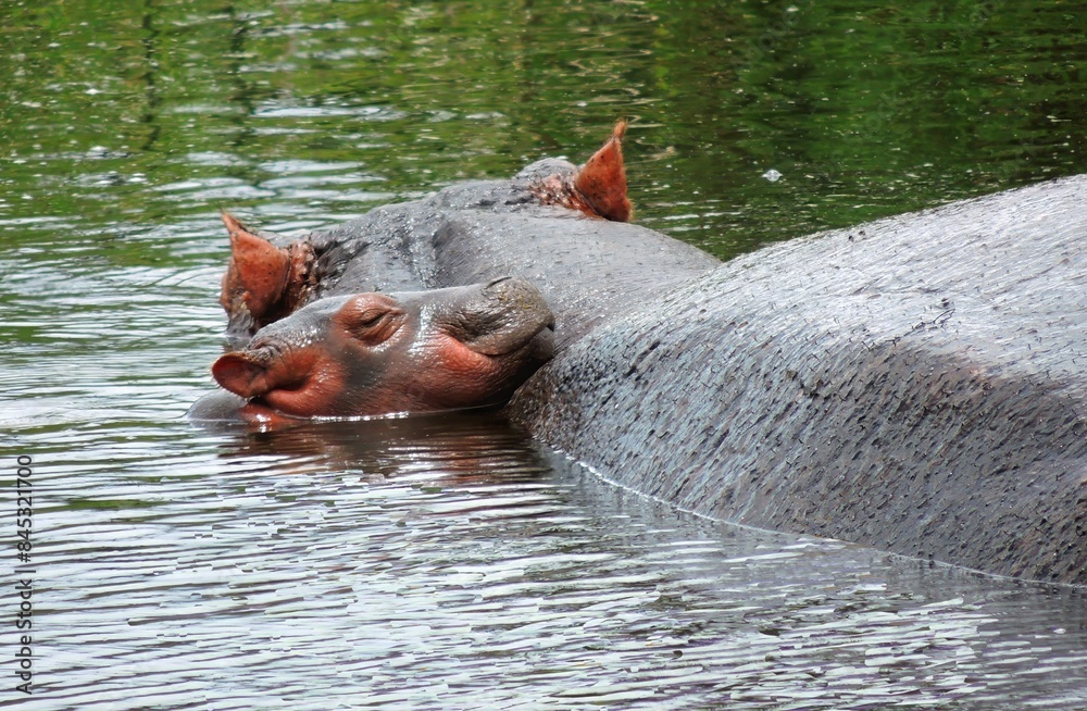 Fototapeta premium a baby hippopotamus nuzzling against his mother while swimming in a lake in ngorongoro conservation area in tanzania, east africa 
