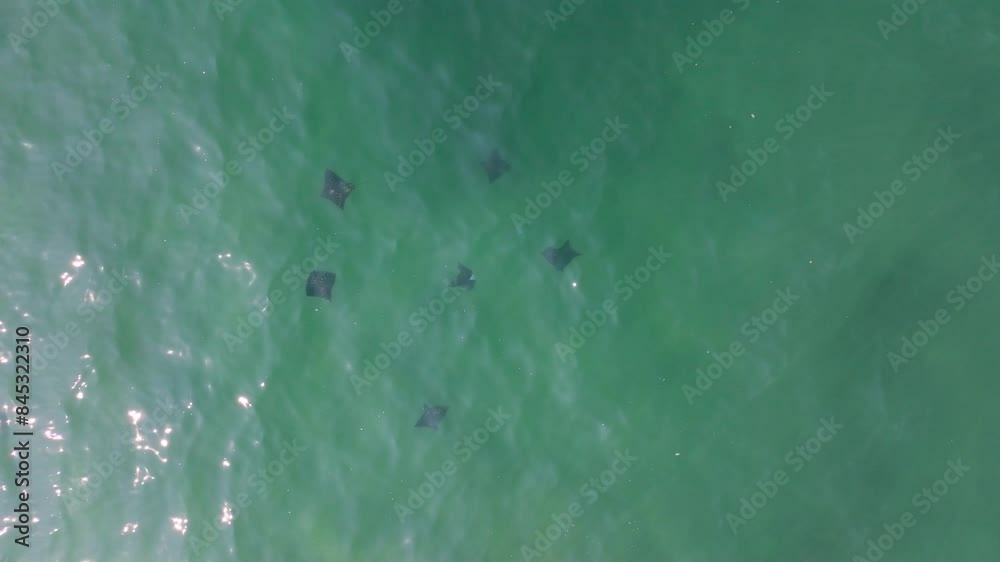 DRONE SHOT: GROUP OF SPOTED EAGLE RAY SWIMMING NEAR THE BEACH IN CANCUN DRONE SHOT: GROUP OF SPOTED EAGLE RAY SWIMMING NEAR THE BEACH IN CANCUN