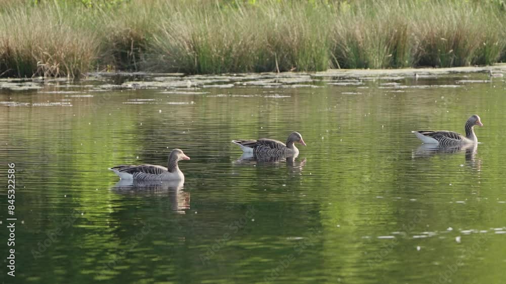 Three Greylag Goose adult birds swim being joined by family in lake by reeds Three Greylag Goose adult birds swim being joined by family in lake by reeds