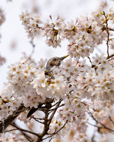 cherry blossoms and a bird