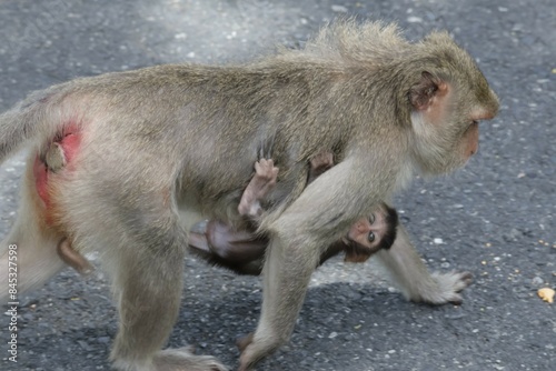 Mother monkey and baby monkey