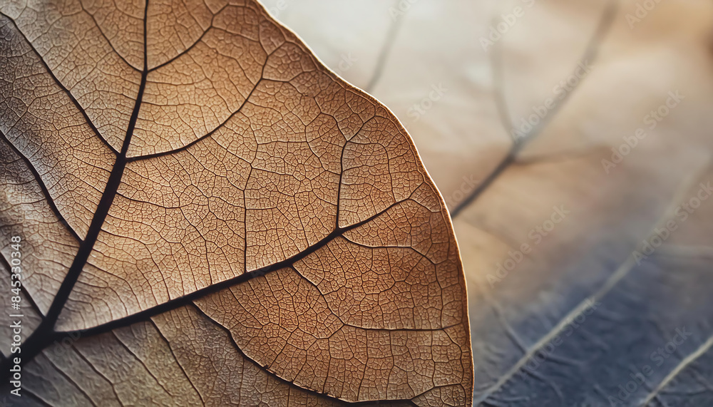 close up view of autmn dried leaf with natural veins, patterns. Space for your text or design