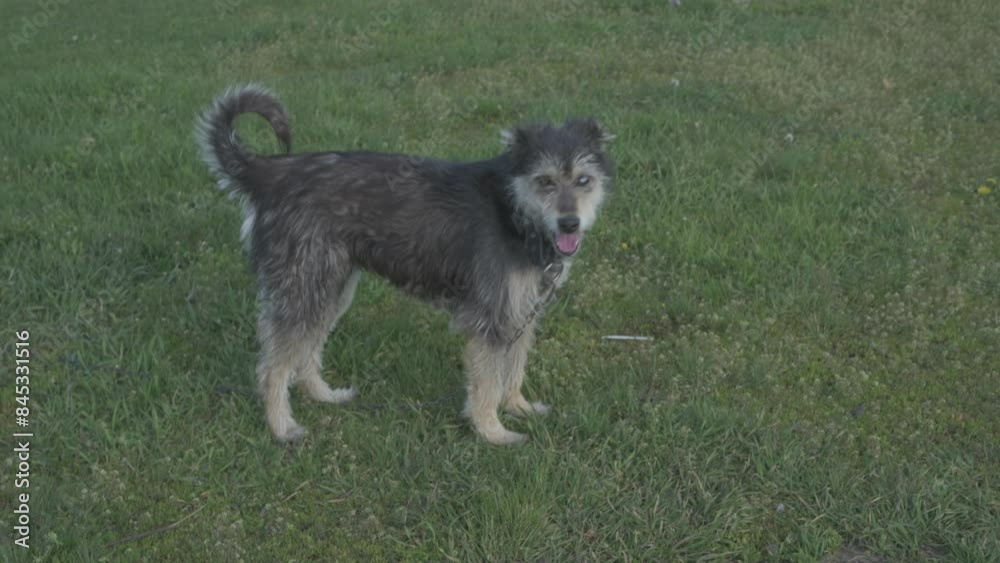 A funny dog with different colored eyes on a chain guards the farm. Animal in motion A funny dog with different colored eyes on a chain guards the farm. Animal in motion