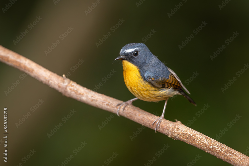 Male Snowy-browed Flycatcher perched on a branch Male Snowy-browed Flycatcher perched on a branch