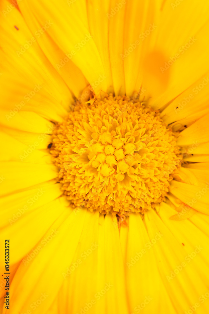 A detailed close-up of a vibrant yellow flower's center with radiating petals. Perfect for botanical themes.