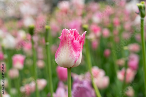 Beautiful colorful tulips in the garden.