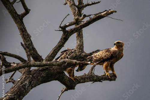 Kruger NP