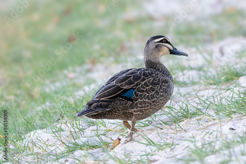 Canvastavla A Pacific Black Duck (Anas superciliosa) waddling along the Noosa River in Noosaville, Sunshine Coast, Queensland, Australia