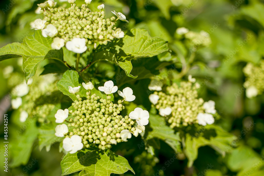 Viburnum inflorescence. Viburnum buds. Kalina.
Flowers and flower buds of the shrub Guelder Rose Viburnum inflorescence. Viburnum buds. Kalina.
Flowers and flower buds of the shrub Guelder Rose