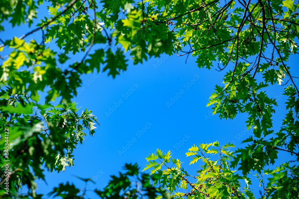 Grüne Blätter vor blauem Himmel Grüne Blätter vor blauem Himmel