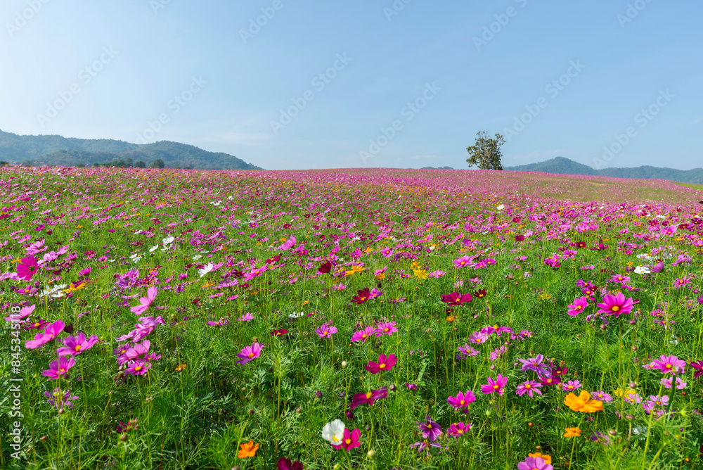 Amazing and beautiful of cosmos flower field landscape.background. Amazing and beautiful of cosmos flower field landscape.background.